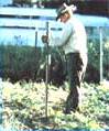 Growing Green Beans Image